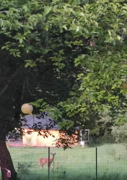 Insolite Kota Avec Spa Et Demi Bt De Champagne Offerte Ruch Extérieur photo